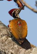 Himalayan Flameback