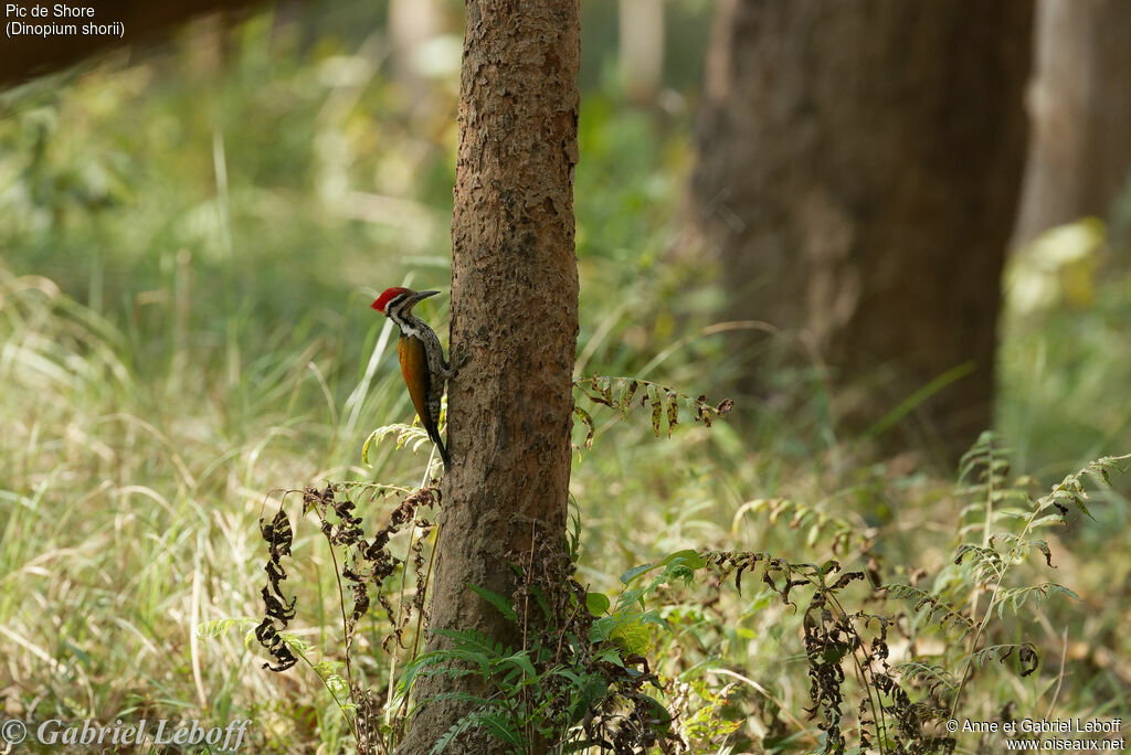 Himalayan Flameback male