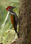 Himalayan Flameback