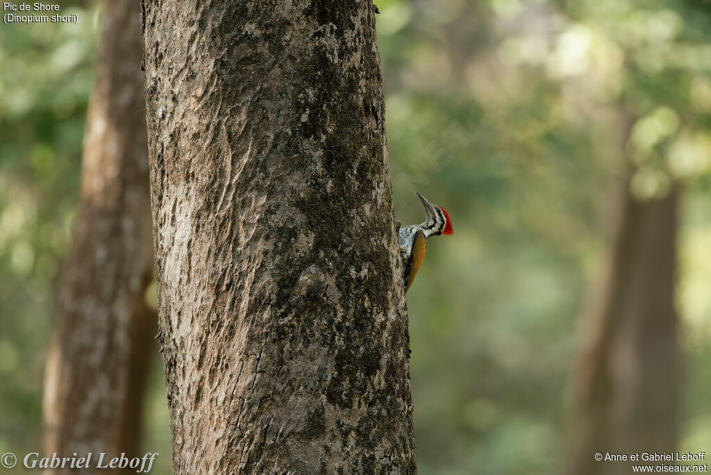 Himalayan Flameback male