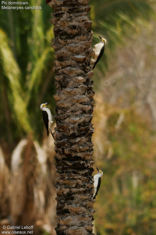 White Woodpecker, Behaviour