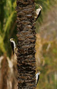 White Woodpecker