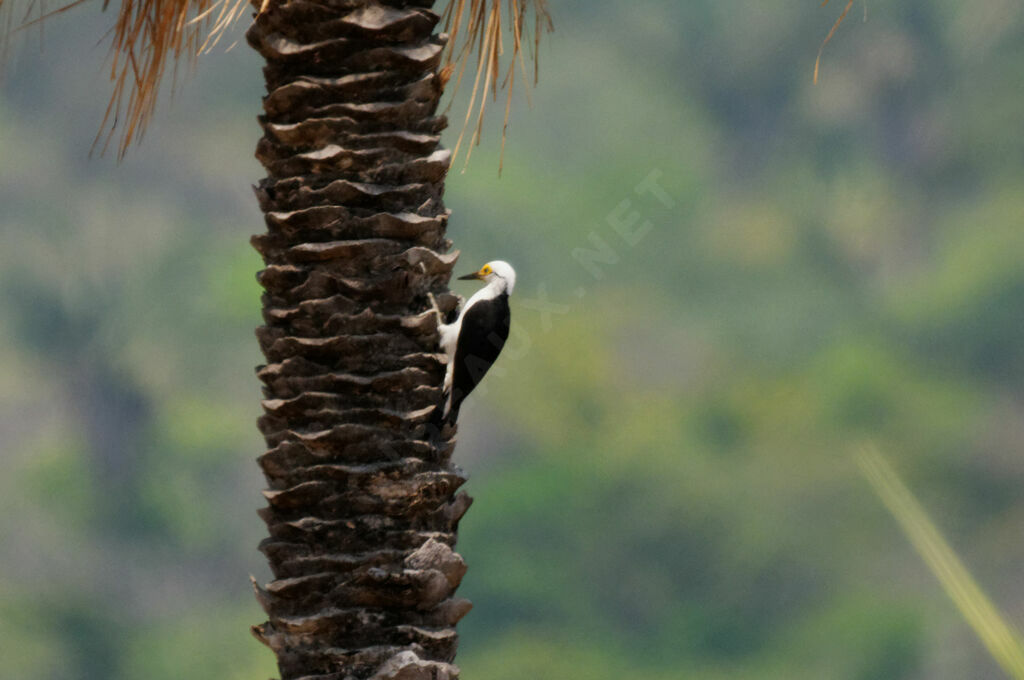 White Woodpecker