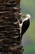 White Woodpecker