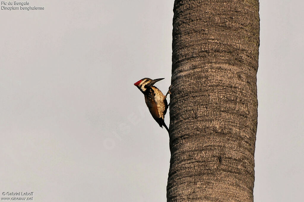 Black-rumped Flameback