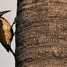 Pic du Bengale