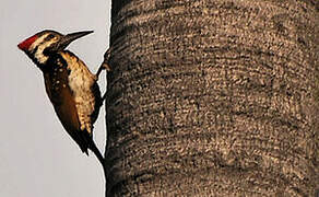 Black-rumped Flameback