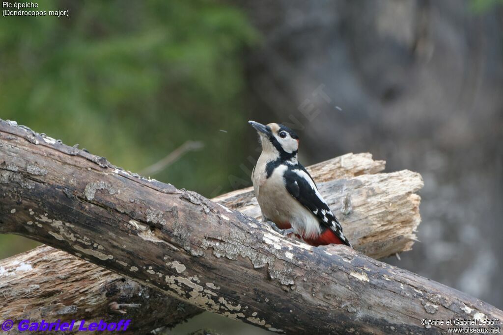 Great Spotted Woodpecker