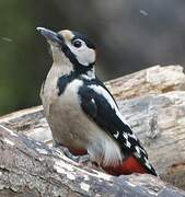 Great Spotted Woodpecker