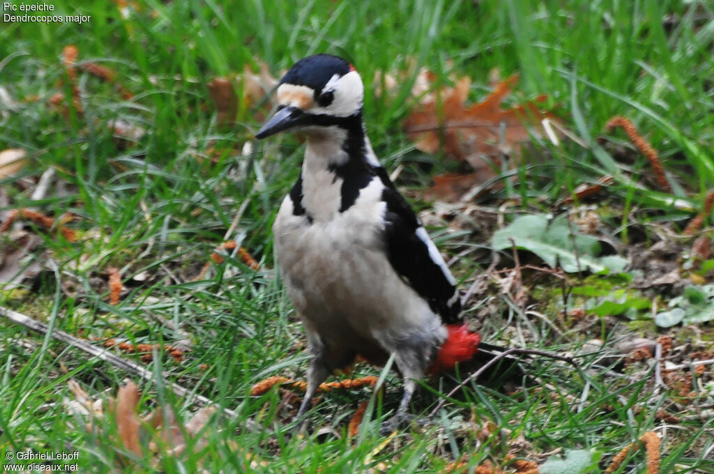 Great Spotted Woodpecker