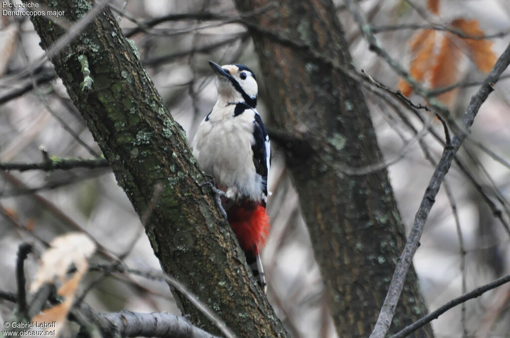 Great Spotted Woodpecker