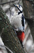 Great Spotted Woodpecker