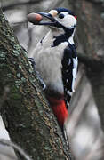 Great Spotted Woodpecker