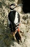 Great Spotted Woodpecker