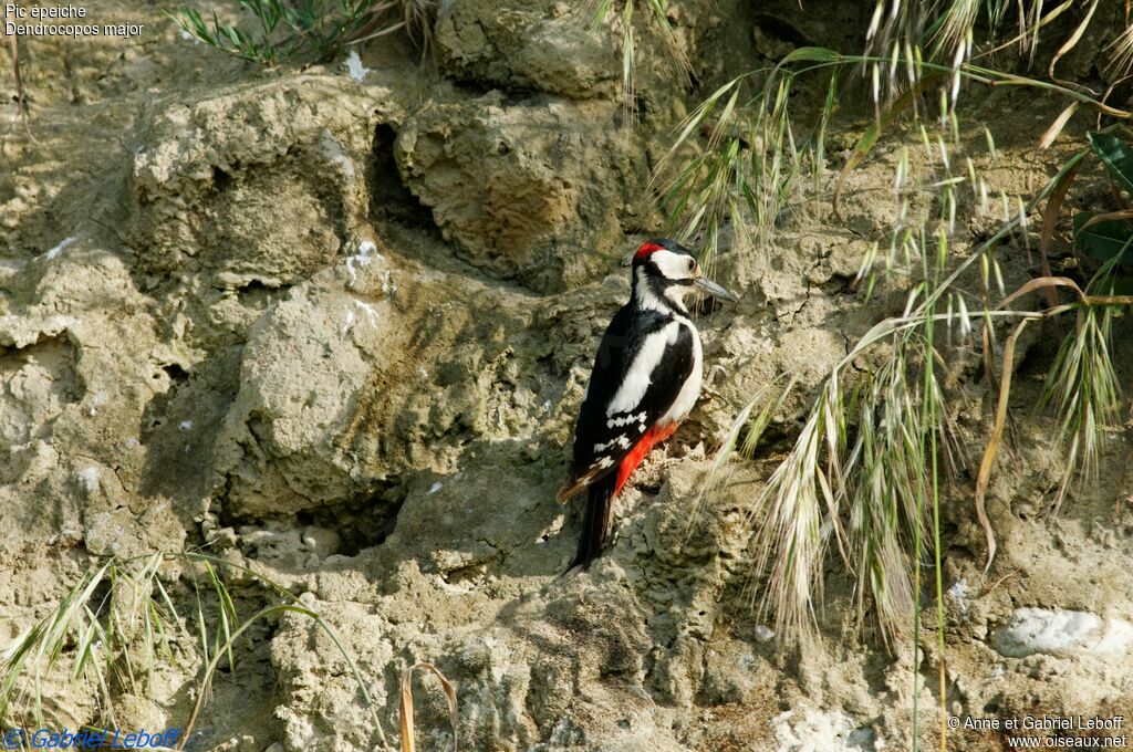 Great Spotted Woodpecker male