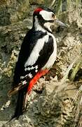 Great Spotted Woodpecker