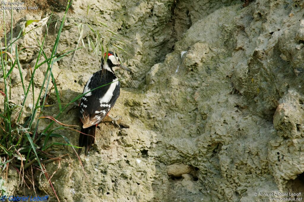 Great Spotted Woodpecker male