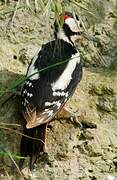 Great Spotted Woodpecker