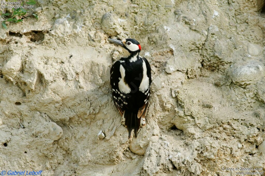 Great Spotted Woodpecker male adult