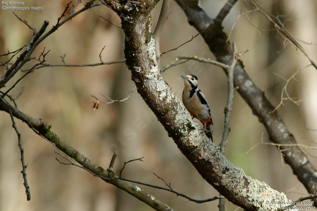 Great Spotted Woodpecker