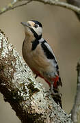 Great Spotted Woodpecker