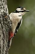 Great Spotted Woodpecker