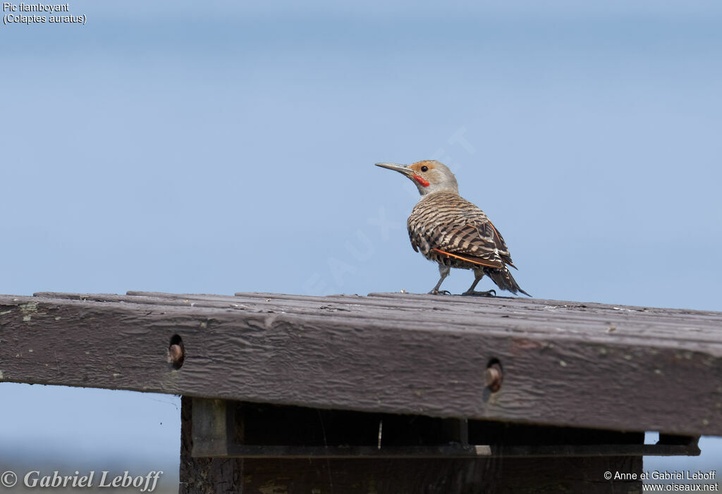 Northern Flicker male