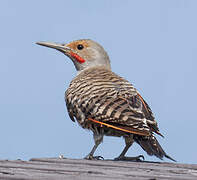 Northern Flicker