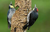Pic glandivore