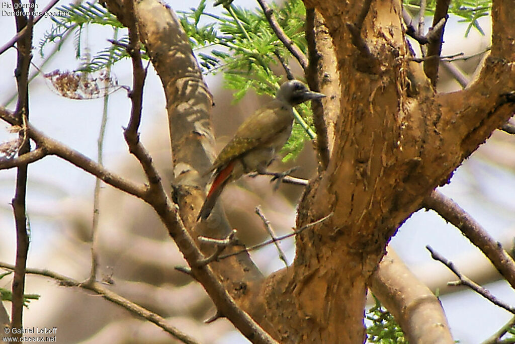 African Grey Woodpecker