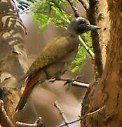 African Grey Woodpecker