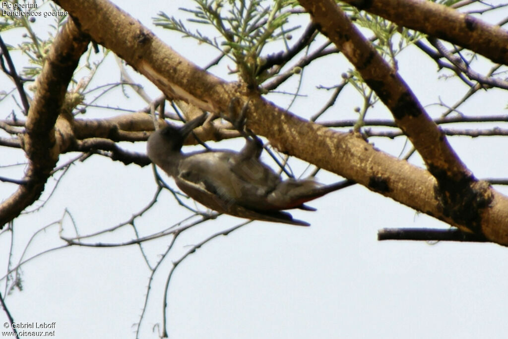 African Grey Woodpecker