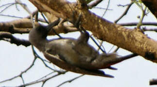 African Grey Woodpecker