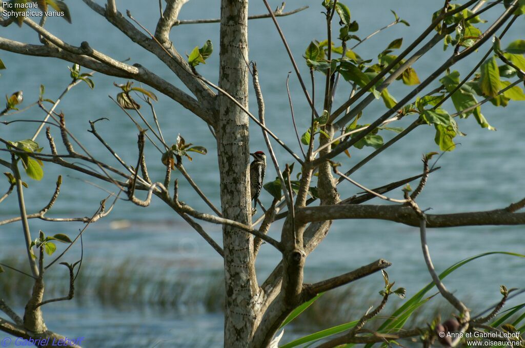 Yellow-bellied Sapsucker female