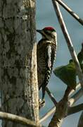 Yellow-bellied Sapsucker