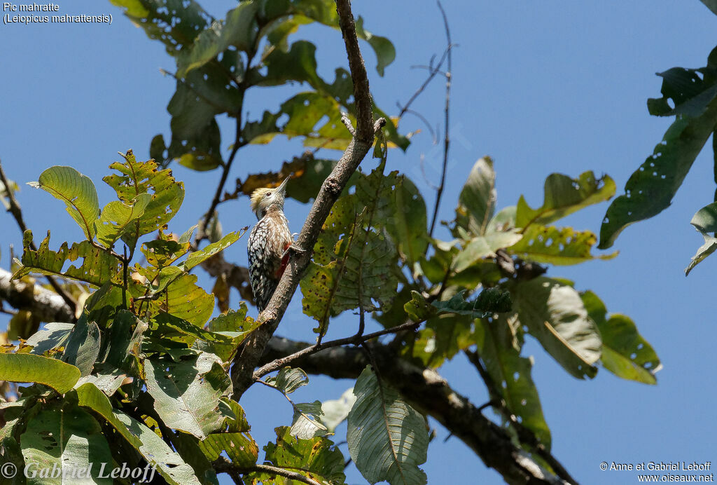 Yellow-crowned Woodpecker female