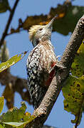 Yellow-crowned Woodpecker