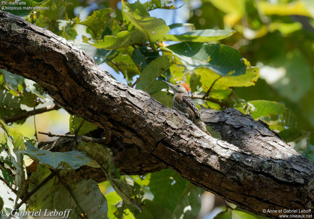 Yellow-crowned Woodpecker male