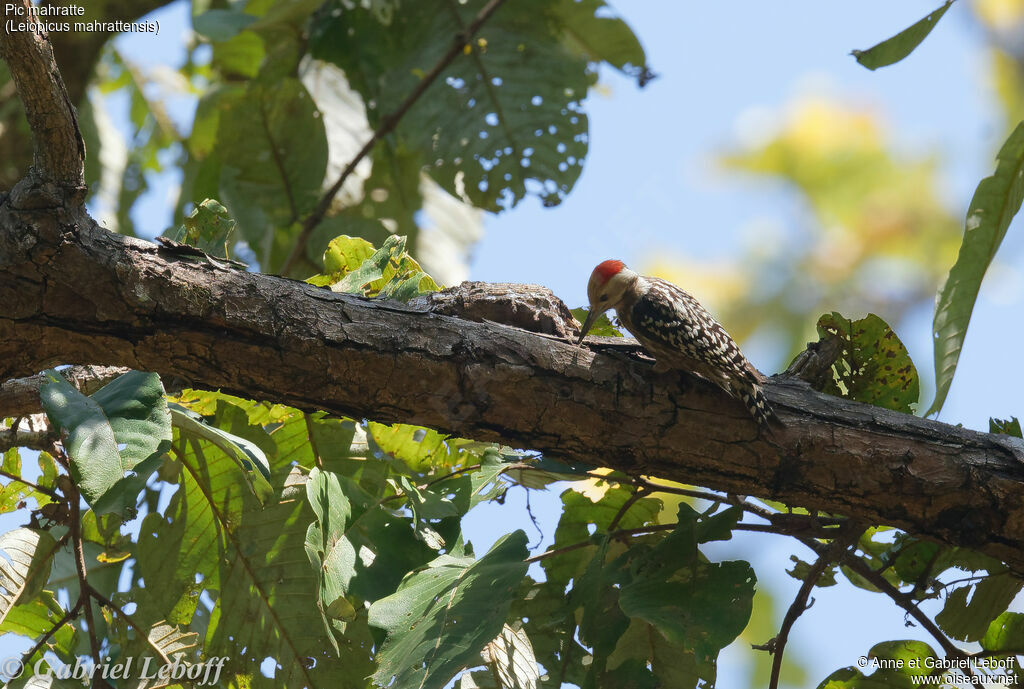 Yellow-crowned Woodpecker male