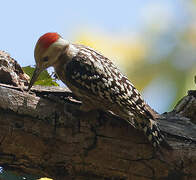 Yellow-crowned Woodpecker