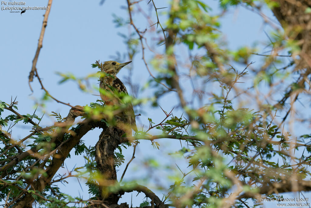 Yellow-crowned Woodpecker