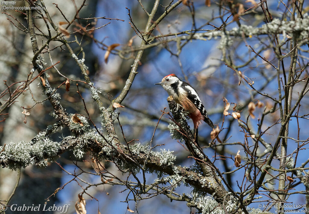 Middle Spotted Woodpecker