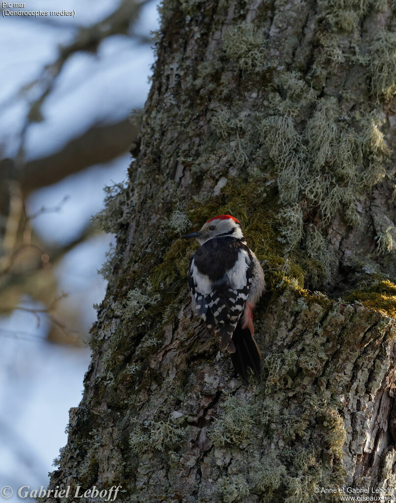 Middle Spotted Woodpecker male