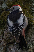 Middle Spotted Woodpecker