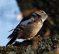 Middle Spotted Woodpecker