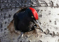 Black Woodpecker