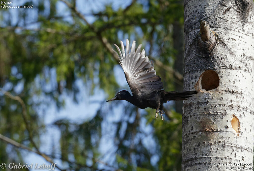 Black Woodpecker