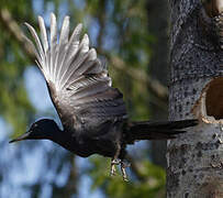 Black Woodpecker