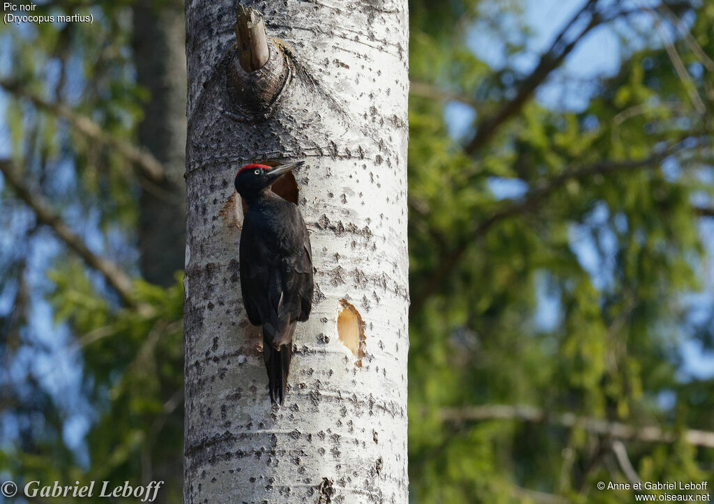 Black Woodpecker male