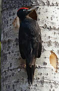 Black Woodpecker